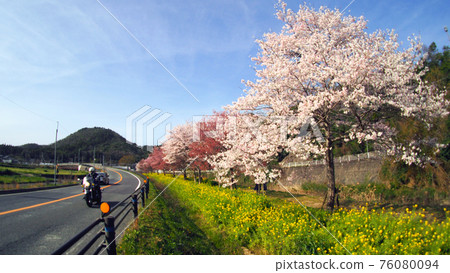 櫻花樹之旅 櫻花樹之旅 76080094
