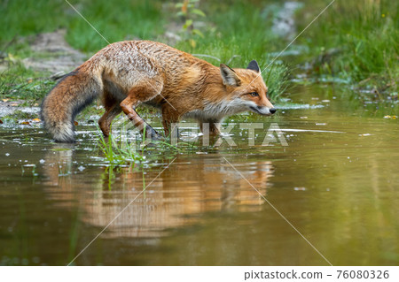 Red fox sneaking around in swamp in summertime nature Red fox sneaking around in swamp in summertime nature 76080326