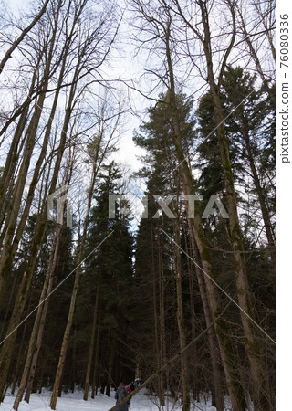Tall trees in the winter forest. Bottom view. A group of tourists is barely visible ahead Tall trees in the winter forest. Bottom view. A group of tourists is barely visible ahead 76080336