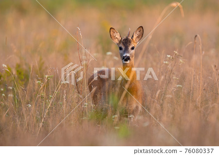 Young roe deer buck looking to the camera on dry field in summer Young roe deer buck looking to the camera on dry field in summer 76080337