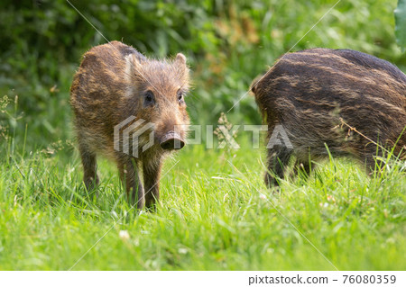 Little wild boar standing on grass in spring nature Little wild boar standing on grass in spring nature 76080359