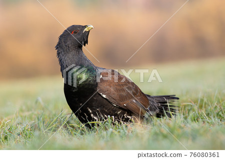 Western capercaillie male looking on ground in spring nature 76080361