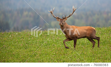 Red deer stag moving on meadow with woodland in background 76080363