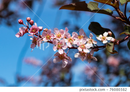 Flowers of bird cherry in park at spring. Flowers of bird cherry in park at spring. 76080382