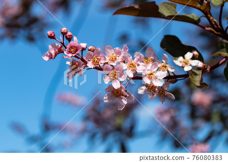 Flowers of bird cherry in park at spring. 76080383
