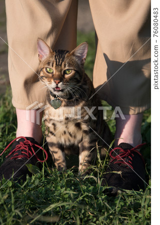 Bengal cat in the sun, sitting on a log. Rich colors, greenery and warmth. Close-up, portrait. 76080483