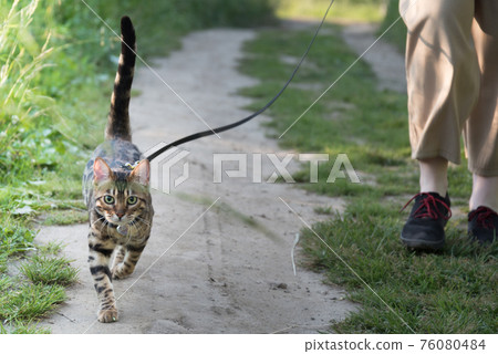 Walking a cat on a leash. The owner and the animal are walking along the road. Sun ray. Walking a cat on a leash. The owner and the animal are walking along the road. Sun ray. 76080484