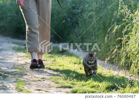 Walking a cat on a leash. The owner and the animal are walking along the road. Sun ray. Walking a cat on a leash. The owner and the animal are walking along the road. Sun ray. 76080487