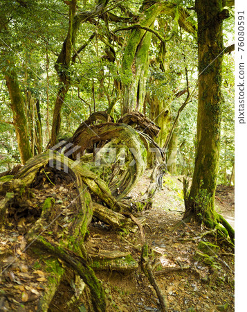 鞍馬山森林景觀 鞍馬山森林景觀 76080591