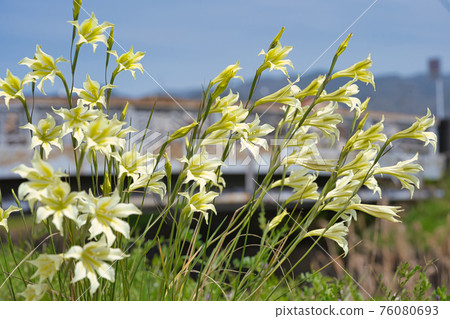 Gladiolus tristis flowers blooming dignifiedly along the river Gladiolus tristis flowers blooming dignifiedly along the river 76080693