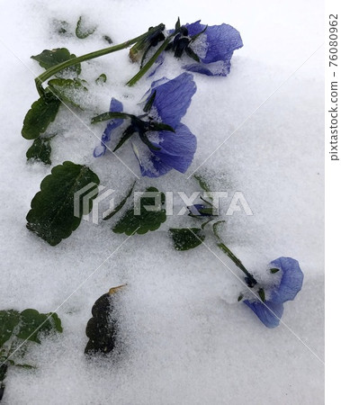 flowers in the snow in the winter in amsterdam 76080962