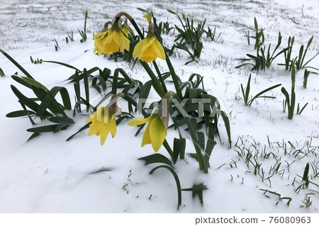 flowers in the snow in the winter in amsterdam 76080963