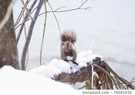 樹冬季松鼠 76081036