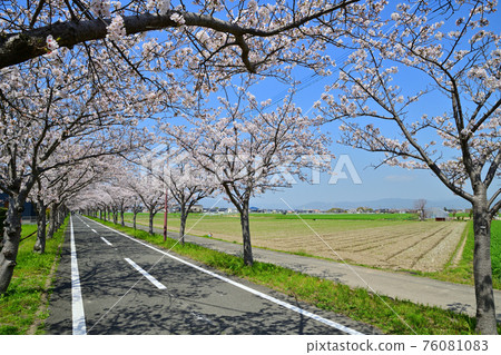 春天風景櫻花樹 76081083