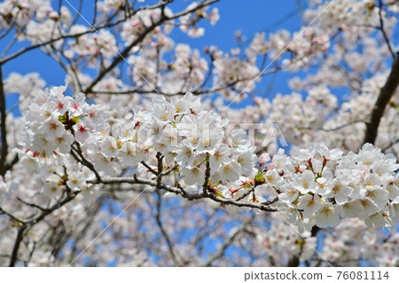 Spring scenery Cherry blossom trees Spring scenery Cherry blossom trees 76081114