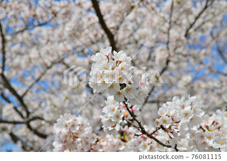 Spring scenery Cherry blossom trees 76081115