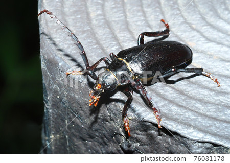 Longhorn beetle (female) Longhorn beetle (female) 76081178
