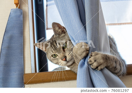 Window cat Sabatra cat 76081297