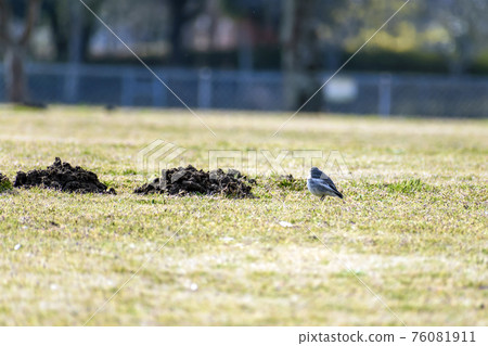 Calm park landscape Calm park landscape 76081911