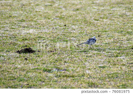 Calm park scenery, small birds and mole holes Calm park scenery, small birds and mole holes 76081975