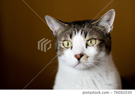 A cat staring at a pheasant cat A cat staring at a pheasant cat 76082030