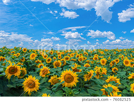 field of yellow sunflowers Helianthus under the blue sky with clouds 76082525
