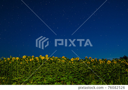 field of yellow sunflowers Helianthus at night under the sky with stars 76082526