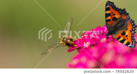 Butterfly urticaria sitting on a flower, top view. 76082620