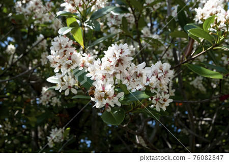 沖繩沙林拜 76082847