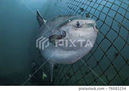 翻車魚和潛水員 翻車魚和潛水員 76083234