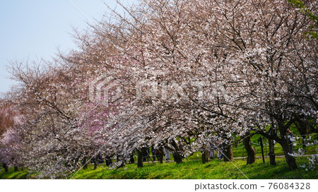 Sakura pink Sakura pink 76084328