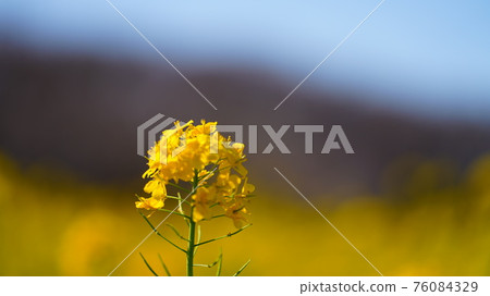 Rape blossoms Rape blossoms 76084329
