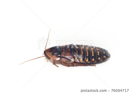 白色背景的雌性成年蟑螂（杜比亞、阿根廷蟑螂） 76084717