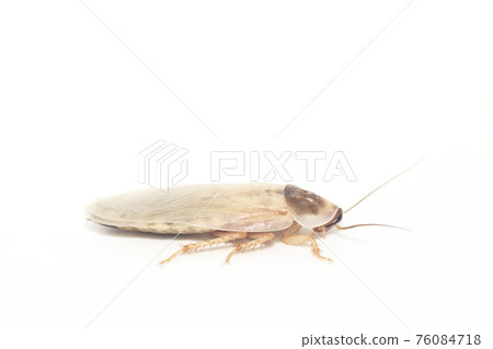 白色背景中新蛻皮的成年雄性蟑螂(杜比亞,阿根廷蟑螂) 白色背景中新蛻皮的成年雄性蟑螂(杜比亞,阿根廷蟑螂) 76084718