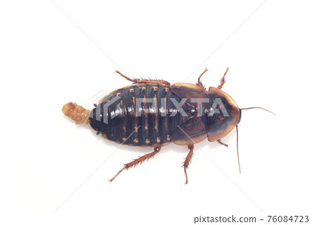 Adult female cockroach (Dubia argentinae, cockroach) on white background 76084723