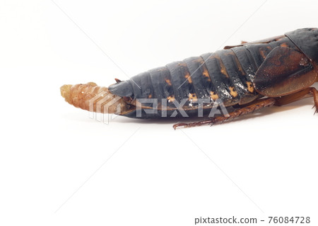 白色背景的雌性成年蟑螂（杜比亞、阿根廷蟑螂） 76084728