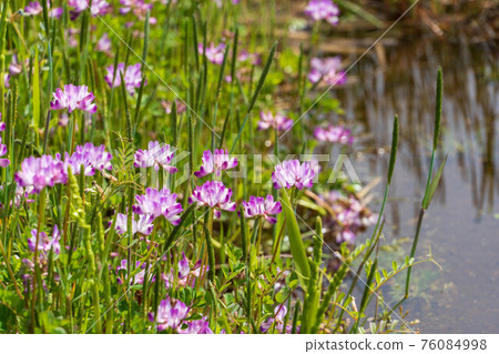 稻田裡盛開著可愛的荷花 76084998