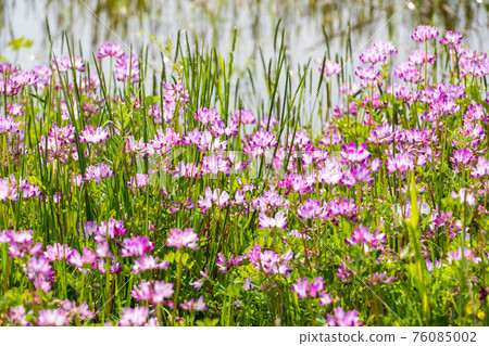 Cute lotus flowers bloom in the rice fields 76085002