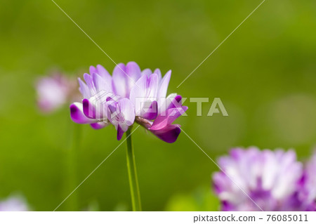 稻田裡盛開著可愛的荷花 76085011