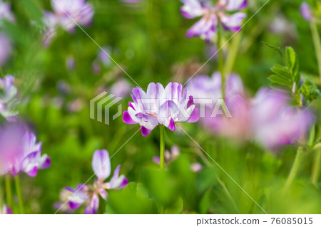 Cute lotus flowers bloom in the rice fields 76085015