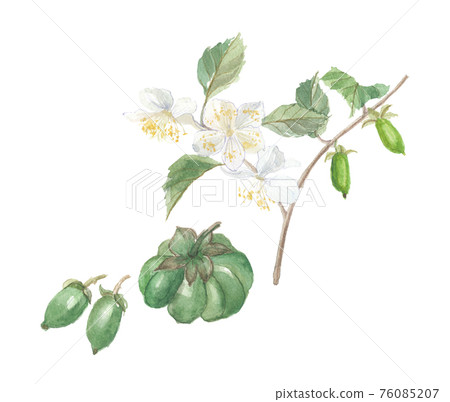 Actinidia polygama flowers and galls 76085207