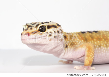 Leopard gecko Leopard gecko 76085381