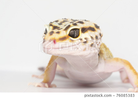 Leopard gecko Leopard gecko 76085383