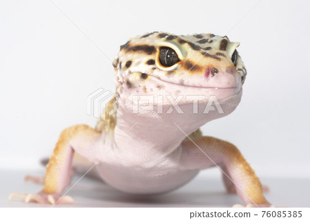 Leopard gecko 76085385