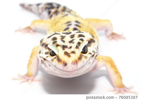 Leopard gecko Leopard gecko 76085387