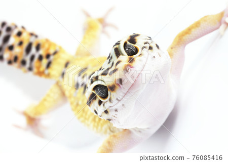 Leopard gecko Leopard gecko 76085416