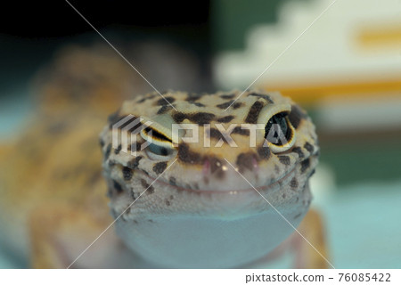 豹紋壁虎 76085422