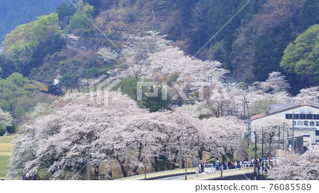 Shizuoka Prefecture Ieyama Sakura and SL Sakura Spring 76085589