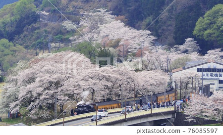 Shizuoka Prefecture Ieyama Sakura and SL Sakura Spring 76085597