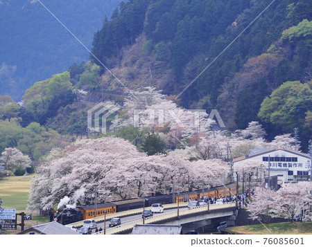 靜岡縣家山櫻花和SL櫻花泉 靜岡縣家山櫻花和SL櫻花泉 76085601